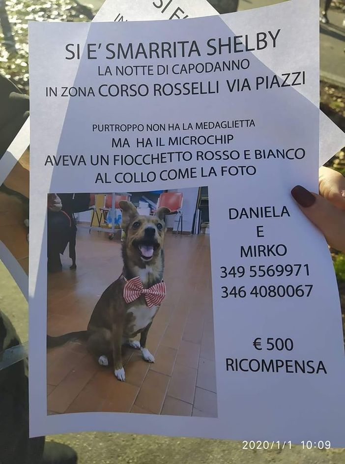 Un intero quartiere mobilitato per cercare Shelby, la cagnolina scappata per paura dei botti Un intero quartiere mobilitato per cercare Shelby, la cagnolina scappata per paura dei botti