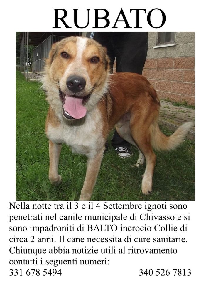 Furto al canile di Chivasso: rubato nella notte il cane Balto. L'appello dell'associazione A.P.A.CHI