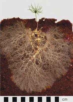 Organismi di suolo: complessità, agricolture, futuro