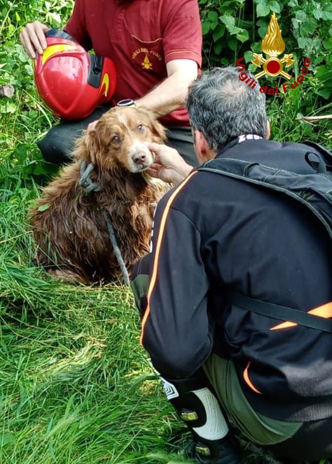 Almese, i vigili del fuoco salvano un cane caduto nel canale Almese, i vigili del fuoco salvano un cane caduto nel canale