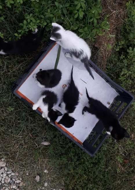 Sei gattini abbandonati salvati stamattina a Virle Sei gattini abbandonati salvati stamattina a Virle