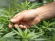 E’ legale coltivare marijuana in casa? Alto CBD e basso THC sono le parole chiave