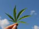 La rinascita della Cannabis sativa: Opportunità e benefici per il futuro