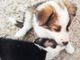 Consigli per adottare un cucciolo