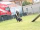 Ricerche sotto le macerie, dall’Aquila a Rigopiano: ora i cani di Volpiano hanno una scuola rinnovata [VIDEO]