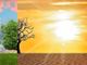 Emergenza climatica in manifesto che mostra albero nelle due fasi: rigoglioso e scarno