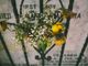 Cimiteri chiusi a Settimo. I fiorai e gli addetti del cimitero portano i fiori ai defunti