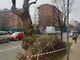 La potatura degli alberi a Settimo