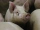 Peste suina, Coldiretti Piemonte: &quot;Stop agli animali dalla Germania&quot;