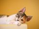 Bilanciare la dieta del gatto sterilizzato: la quantità ideale di cibo umido