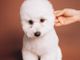 Criteri fondamentali per selezionare un cucciolo di barboncino toy con pedigree
