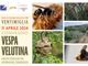 A Ventimiglia l'11 aprile il convegno Vespa velutina, nuove strategie per affrontare l’emergenza