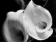 Photo credits - Imogen Cunningham - 2 Calas, 1929