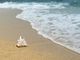 Le spiagge più belle di Alghero: dove andare