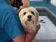 Amici animali: quando rivolgersi a un veterinario nutrizionista?
