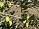 Oliveti Giachino: l’eccellenza dell’olio tra le colline torinesi