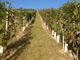 Vendemmia 2026: il Consorzio Barbera d'Asti e Vini del Monferrato richiama l'attenzione degli Stati Generali sul futuro della filiera