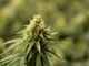 Scoperta “fabbrica” della ganja alimentata da un allaccio abusivo: 700 piante sequestrate