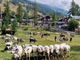 Due giorni per Miss Mucca e Miss Manza, elette tra gli applausi a Pragelato