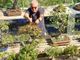 Nicola Scarafia con i suoi bonsai