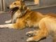 Smarrito un cane collie nella zona di Bibiana