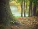 Aria più pulita a Pinerolo: in arrivo 700 nuovi alberi