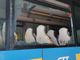 Bus gtt con vetro rotto