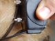 Collari elettrici per “educare” il cane: due denunciati a Pinerolo