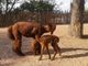 La cucciola di Alpaca di Zoom