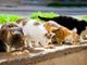 Conoscere i gatti per diventare tutor di colonie feline: corso gratuito a Pinerolo