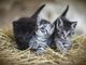 Una casa per i gatti vicino ad anziani e bambini di Pascaretto