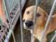 None: il cane dormiva tra gli escrementi, denunciato per maltrattamenti animali (FOTO)