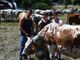 La Miss Mucca di Pragelato Partensa con, da sinistra, Ettore e i suoi fratelli Edoardo ed Elisabetta
