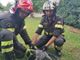 Airone si incastra in una recinzione, liberato dai Vigili del fuoco di Pinerolo