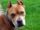 Pitbull
