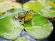 Frossasco: una rana aiuta a riflettere su biodiversità e ambiente