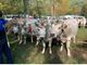 Fiera d'autunno a Villar Pellice