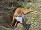 Capriolo investito viene soccorso a Virle Piemonte