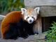 Il panda rosso