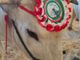 Carrù celebra la razza piemontese: asta del bue, pranzo e giochi alla nona Festa della Carne Carrù celebra la razza piemontese: asta del bue, pranzo e giochi alla nona Festa della Carne