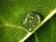 Agroinnova lancia piattaforme di approfondimento dedicate all’Anno Internazionale della Salute delle Piante