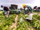 Agricoltura, aperto il bando per la sistemazione dei lavoratori stagionali