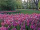 Nuove fioriture per Messer Tulipano a Pralormo