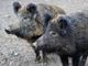Fauna selvatica, Canalis (Pd): “Prevenzione assente, agricoltura in ginocchio”