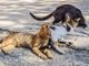 A Mirafiori Sud i gatti cercano volontari: basta un’ora (e tanto amore) A Mirafiori Sud i gatti cercano volontari: basta un’ora (e tanto amore)