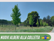 Nuovi alberi piantati alla Colletta Nuovi alberi piantati alla Colletta