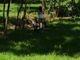Foto ripresa dentro il parco pubblico I Tronchi Foto ripresa dentro il parco pubblico I Tronchi