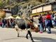 A Usseglio, tutto pronto per la Festa della transumanza e degli orti di montagna A Usseglio, tutto pronto per la Festa della transumanza e degli orti di montagna