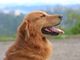 La Gastroenterite nei cani: sintomi, cause e rimedi efficaci La Gastroenterite nei cani: sintomi, cause e rimedi efficaci