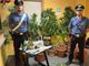 La marijuana sequestrata dai carabinieri all'interno dell'abitazione di Chieri